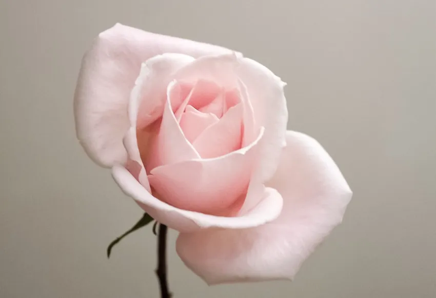 Blossoming Blessings: Unveiling the Magic of the Blessing Flower