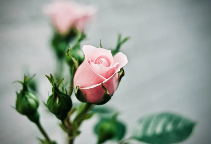 Bountiful Blessings: Unveiling Grandma's Timeless Gift of Love through the Rose of Memories
