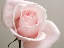 Blossoming Blessings: Unveiling the Magic of the Blessing Flower