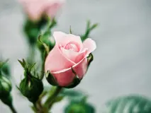 Bountiful Blessings: Unveiling Grandma's Timeless Gift of Love through the Rose of Memories