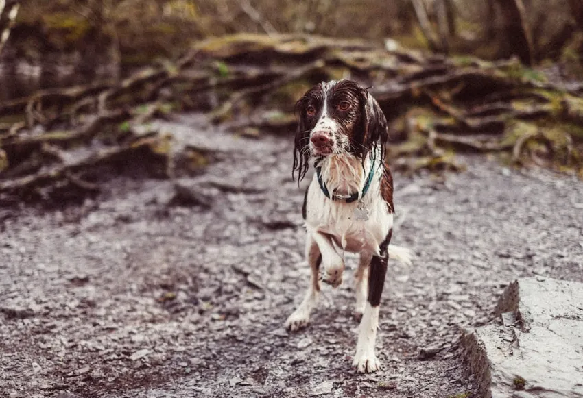 The Divine Connection: Exploring the Profound Blessing of the Hounds