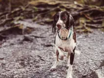 The Divine Connection: Exploring the Profound Blessing of the Hounds